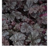 6 x  Heuchera 'Plum Pudding - PURPERKLOKJE - pot 9 x 9 cm