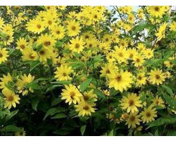 6 x Helianthus hybr. 'Lemon Queen' - Zonnebloem in pot 9 x 9 cm