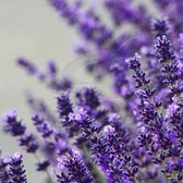 50 x Lavendel Hidcote - Vaste Planten - Tuinplanten Winterhard - Lavandula angustifolia Hidcote in C1.5 liter pot met hoogte 10-20cm