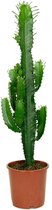In Round Exotische Cactus plant – 60 cm Hoog – Euphorbia Acrurensis