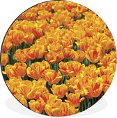 WallCircle - Wandcirkel - Muurcirkel - Oranje tulpenveld - Aluminium - Dibond - ⌀ 60 cm - Binnen en Buiten