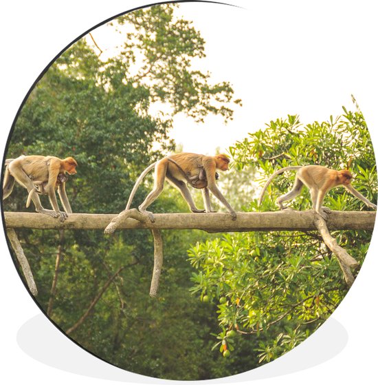 Cercle mural - Cercle mural - Singes marchant sur branche - Aluminium - Dibond - ⌀ 60 cm - Intérieur et Extérieur