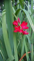 Rode kafferlelie (Schizostyllis coccinea 'Major') - Vijverplant - 3 losse planten - om zelf op te potten - Vijverplanten Webshop