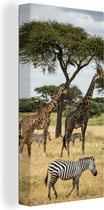 Canvas Schilderij Giraffen en Zebras samen op de savanne van het Nationaal park Serengeti - 40x80 cm - Wanddecoratie