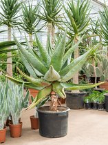Aloe Marlothii XS 90 cm kamerplant