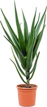 Plantenwinkel Aloe Bainesii Barberae S 100 cm kamerplant