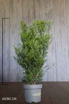 10 stuks | Japanse hulst 'Dark Green' ® Pot 60-80 cm - Compacte groei - Geschikt als hoge en lage haag - Geschikt voor vormsnoei - Kleinbladig - Wintergroen