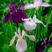 3x Iris ensata mix | Irissen | Gemengde kleuren | Zomerbloeiers | Meerjarige winterharde bollen