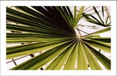 Walljar - Detailed Palm - Muurdecoratie - Poster met lijst