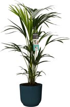 Hellogreen Kamerplant - Kentia Palm - 100 cm - ELHO sierpot Vibes Fold Donkerblauw