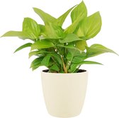 Homalomena Lemon Lime in ELHO sierpot (soap) ↨ 40cm - hoge kwaliteit planten