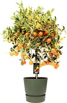 Citrus Variegata in ELHO outdoor sierpot Greenville Rond (groen) ↨ 75cm - hoge kwaliteit planten