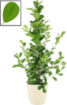 Ficus microcarpa moclame in ELHO Brussels Round (soap) ↨ 105cm - planten - binnenplanten - buitenplanten - tuinplanten - potplanten - hangplanten - plantenbak - bomen - plantenspuit