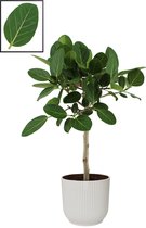 Ficus Ficus Benghalensis ‘Audrey’  in ELHO Vibes Fold Rond sierpot  (zijdewit) ↨ 90cm - planten - binnenplanten - buitenplanten - tuinplanten - potplanten - hangplanten - plantenba