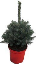 Kerstboom Picea pungens Super Blue ↨ 60cm - hoge kwaliteit planten