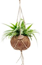 Kokodama Chlorophytum ↨ 25cm - hoge kwaliteit planten
