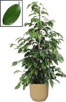 Ficus benjamina 'Danielle' in ELHO Vibes Fold Rond sierpot  (botergeel) ↨ 105cm - planten - binnenplanten - buitenplanten - tuinplanten - potplanten - hangplanten - plantenbak - bo