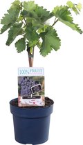 Blauwe druif 'Vitis Venus' (pitloos) ↨ 70cm - hoge kwaliteit planten