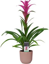 Decorum Guzmania Freya in ELHO ® Vibes Fold Rond (delicaat roze) ↨ 60cm - planten - binnenplanten - buitenplanten - tuinplanten - potplanten - hangplanten - plantenbak - bomen - pl