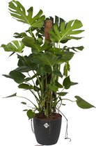 Monstera met Elho sierpot ↨ 120cm - planten - binnenplanten - buitenplanten - tuinplanten - potplanten - hangplanten - plantenbak - bomen - plantenspuit