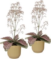 Duo Kalanchoë 'Desert Surprise' in ELHO Vibes Fold sierpot (botergeel) ↨ 45cm - planten - binnenplanten - buitenplanten - tuinplanten - potplanten - hangplanten - plantenbak - bomen - planten