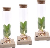 Clusia in Tube met LED verlichting ↨ 20cm - 3 stuks - hoge kwaliteit planten
