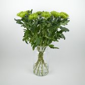 Bos Chrysanten Anastasia! - VERSE SNIJBLOEMEN - 80CM - 10 takken - BOLCHRYSANT - GRATIS verzending