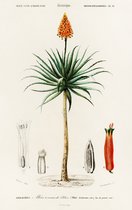 Poster Candelabra aloe - Vintage Schoolplaat - 44 x 70 cm - Wanddecoratie - Muurdecoratie - Slaapkamer - Woonkamer