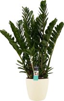 Hellogreen Kamerplant - Zamioculcas - 90 cm - Elho Brussels Round sierpot Soap