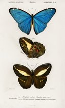 Poster verschillende soorten vlinders - Vintage Schoolplaat - 42 x 70 cm - Wanddecoratie - Muurdecoratie - Slaapkamer - Woonkamer