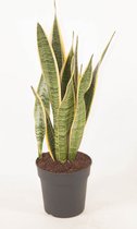 Kamerplant van Botanicly – Vrouwentongen – Hoogte: 50 cm – Sansevieria Laurentii