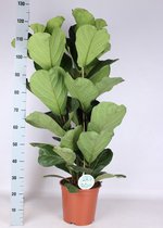 Kamerplant van Botanicly – Vioolplant – Hoogte: 105 cm – Ficus Lyrata
