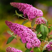 4 x Vlinderstruik Pink Delight Roze - Winterharde Bloeiende Sierheester - Buddleja davidii 'Pink Delight' in C2(liter) pot met hoogte 20-40cm