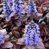 25 x Ajuga reptans Atropurpurea - Kruipend Zenegroen in 9x9cm pot met hoogte 5-10cm