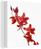 Orchidées rouges devant un fond blanc Toile 90x90 cm - Tirage photo sur toile (Décoration murale salon / chambre) / Peintures Fleurs sur toile