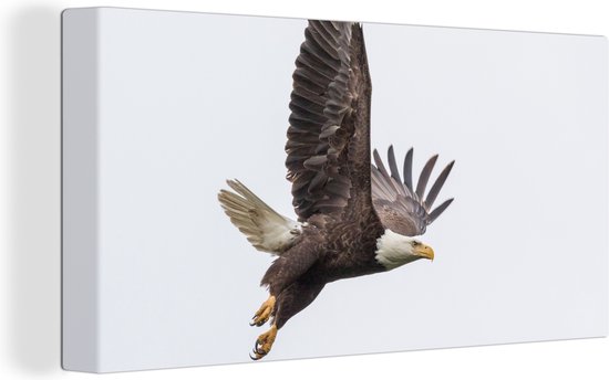 Toile Peinture Aigle de Mer - Vogel - Amérique - 40x20 cm - Décoration murale