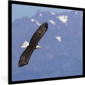Cadre photo avec poster - Pygargue à tête blanche américain - Aigle - Vol - Ailes - Vogels - 40x40 cm - Cadre pour poster