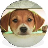WallCircle - Wandcirkel - Muurcirkel - Een puppy kijkt door een hek heen - Aluminium - Dibond - ⌀ 60 cm - Binnen en Buiten