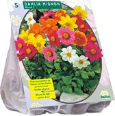 Baltus Dahlia Mignon Mix bloembollen per 3 stuks