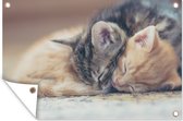 Muurdecoratie Slapende kittens - 180x120 cm - Tuinposter - Tuindoek - Buitenposter
