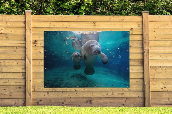 Décoration murale Lamantin antillais avec bébé - 180x120 cm - Poster jardin - Toile jardin - Poster extérieur