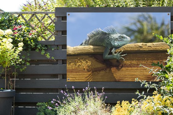 Affiche de jardin Affichage d'un iguane sur bois à Curaçao - 120x80 cm - Jardin