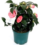 Bloem van Botanicly – Camellia Japonica – Hoogte: 40 cm