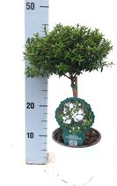 Boom van Botanicly – Myrtus communis – Hoogte: 65 cm