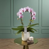 Mirror Tiana orchidee roze in Molise lilac pot | Ø 12 cm | ↕ 40-50 cm