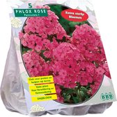Baltus Phlox paniculata Roze bloembollen per 5 stuks