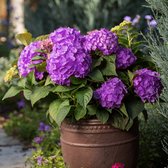 2x Hydrangea macrophylla ‘Endless Summer Summer Love® Purple’ – Hortensia