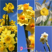 Super deal: mix Narcissen, geurend / kleinbloemig / meerdere kleuren (180 bloembollen)