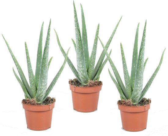 Plant in a Box - Set van 3 Aloë Vera - Kamerplant - Vetplant - Pot ⌀10cm - Hoogte ↕ 20-30cm