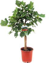 Plant in a Box - Ficus Carica - Fruitboom - Winterharde Vijgenboom - Pot 21cm - Hoogte 70-90cm